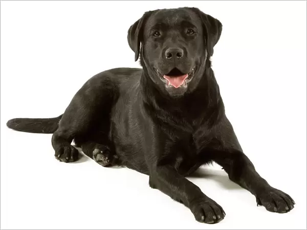 Labrador - black