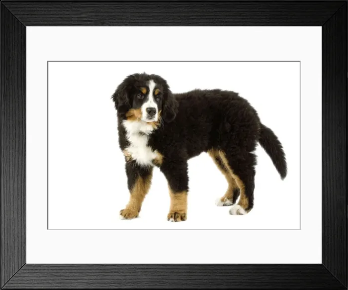 Framed Print : Bernese Mountain Dog - puppy. Also known as Berner Sennenhund or Bouvier Bernois (French) Framed Print : Bernese Mountain Dog - puppy. Also known as Berner Sennenhund or Bouvier Bernois (French)