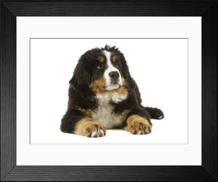 Framed Print : Bernese Mountain Dog - puppy. Also known as Berner Sennenhund or Bouvier Bernois (French) Framed Print : Bernese Mountain Dog - puppy. Also known as Berner Sennenhund or Bouvier Bernois (French)