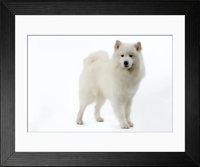 Framed Print : Samoyed. LA-3538. Dog - Samoyed. Jean Michel Labat Framed Print : Samoyed. LA-3538. Dog - Samoyed. Jean Michel Labat