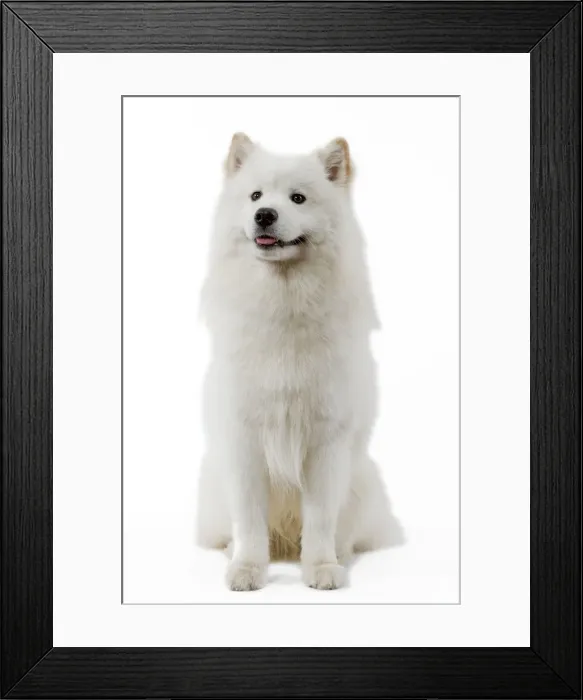 Framed Print : Samoyed. LA-3539. Dog - Samoyed. Jean Michel Labat Framed Print : Samoyed. LA-3539. Dog - Samoyed. Jean Michel Labat