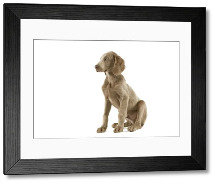 Framed Print : Weimaraner - puppy. Also know as Weimaraner Vorstehhund or Braque de Weimar (French) Framed Print : Weimaraner - puppy. Also know as Weimaraner Vorstehhund or Braque de Weimar (French)