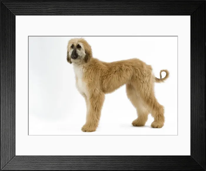 Framed Print : Afghan Hound. Also know as Tazi Framed Print : Afghan Hound. Also know as Tazi