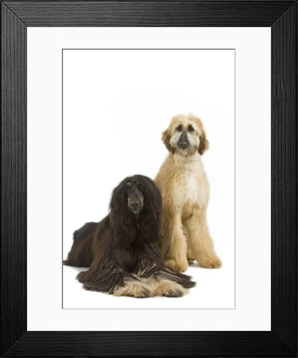 Framed Print : Afghan Hounds. Also know as Tazi Framed Print : Afghan Hounds. Also know as Tazi