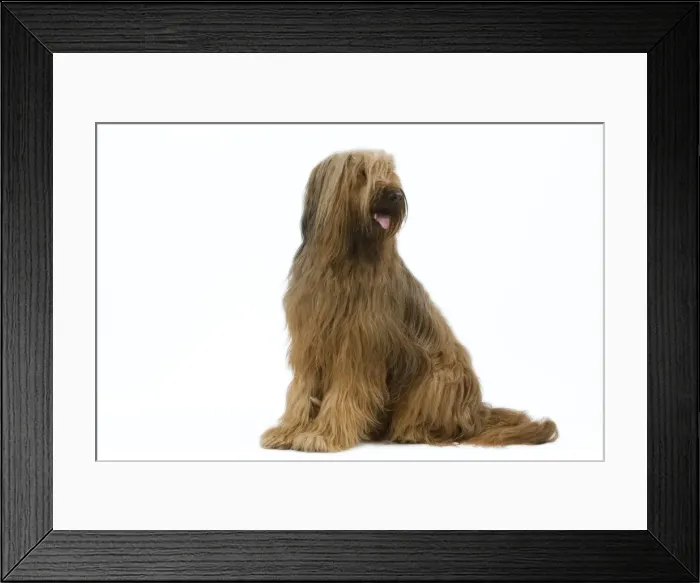 Framed Print : Briard / Berger de Brie Framed Print : Briard / Berger de Brie