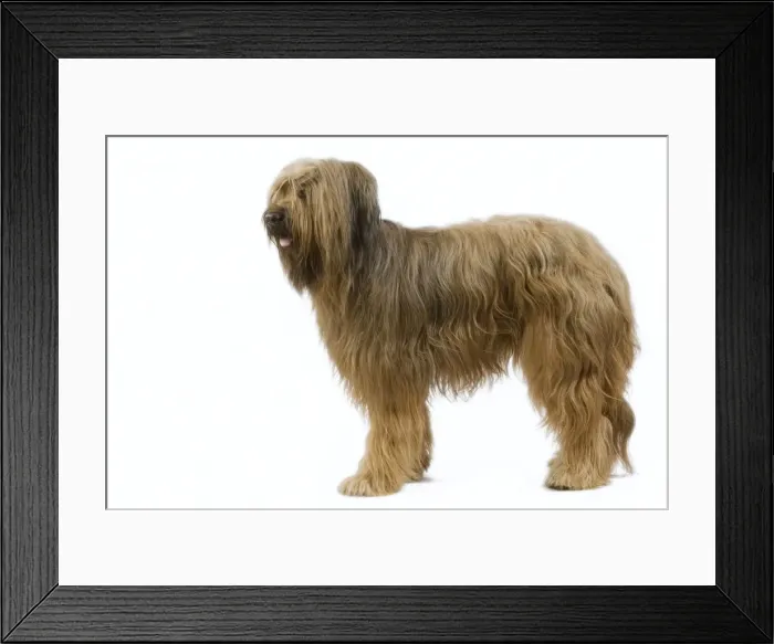 Framed Print : Briard / Berger de Brie Framed Print : Briard / Berger de Brie