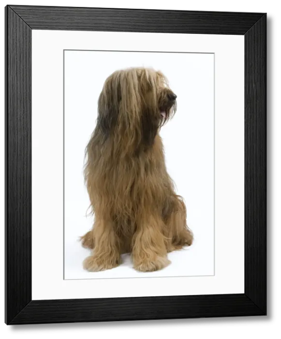 Framed Print : Briard / Berger de Brie Framed Print : Briard / Berger de Brie