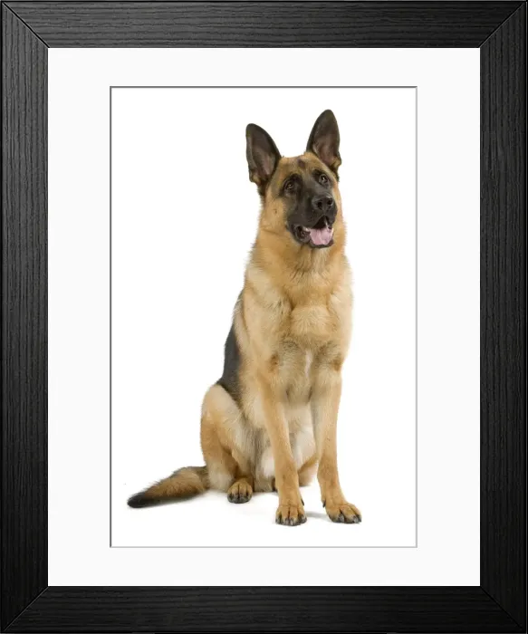 Framed Print : German Shepherd / Alsatian. Also known as Deutscher Schaferhund or Berger Allemand (French) Framed Print : German Shepherd / Alsatian. Also known as Deutscher Schaferhund or Berger Allemand (French)