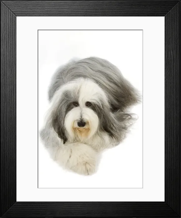 Framed Print : Bearded Collie Framed Print : Bearded Collie