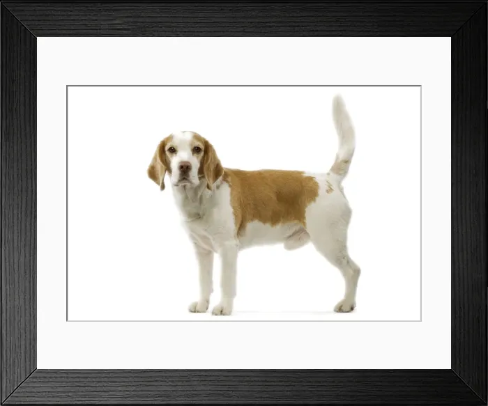Framed Print : Beagle. LA-3551. Beagle dog - male standing side view Framed Print : Beagle. LA-3551. Beagle dog - male standing side view