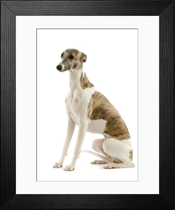 Framed Print : Whippet. LA-3552. Dog - Whippet. Jean Michel Labat