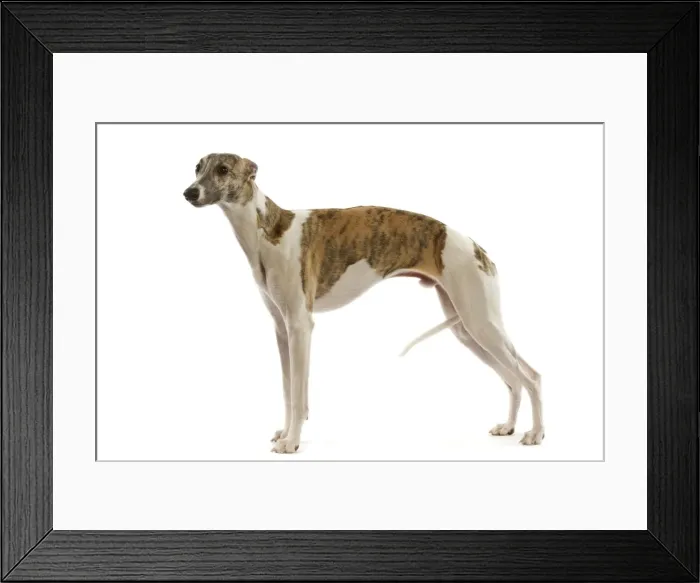 Framed Print : Whippet. LA-3553. Dog - Whippet. Jean Michel Labat Framed Print : Whippet. LA-3553. Dog - Whippet. Jean Michel Labat
