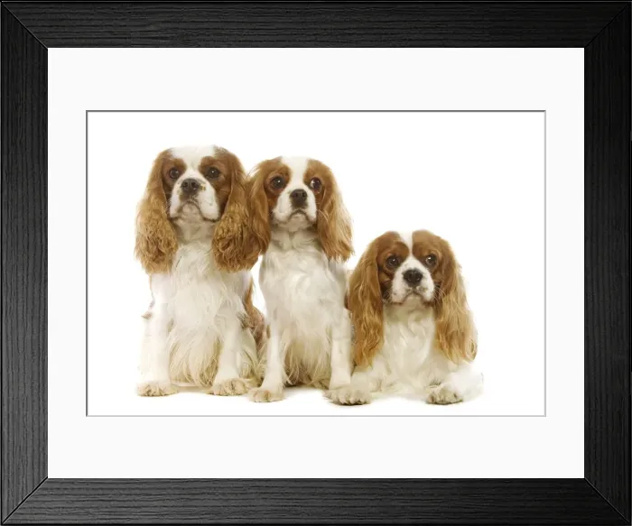 Framed Print : Cavalier King Charles Spaniel Framed Print : Cavalier King Charles Spaniel