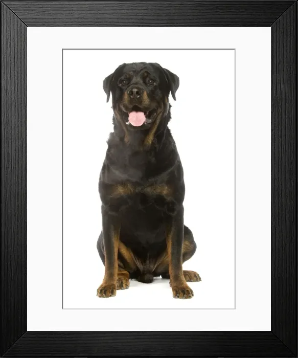 Framed Print : Rottweiler Framed Print : Rottweiler