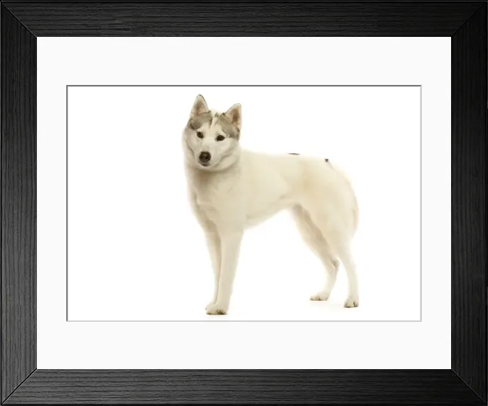 Framed Print : Siberian husky Framed Print : Siberian husky