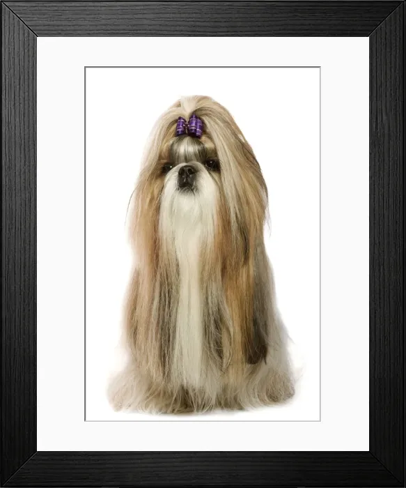 Framed Print : Shi-Tzu. LA-3559. Dog - Shih-Tzu. Jean Michel Labat Framed Print : Shi-Tzu. LA-3559. Dog - Shih-Tzu. Jean Michel Labat