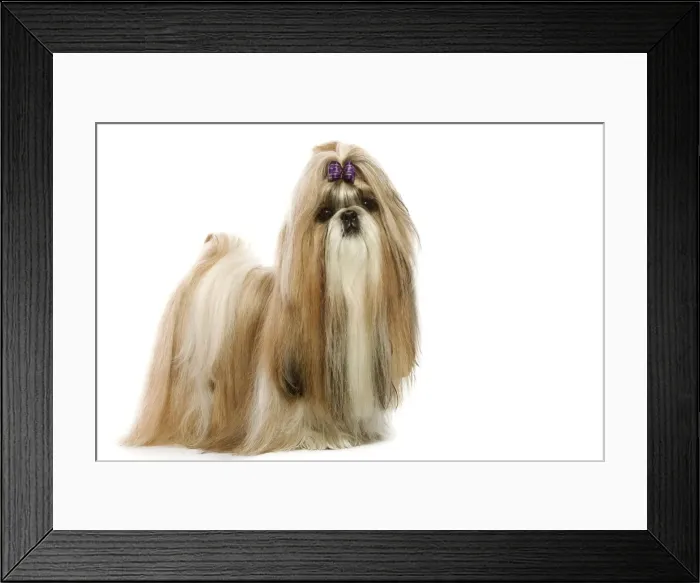 Framed Print : Shi-Tzu. LA-3560. Dog - Shih-Tzu. Jean Michel Labat Framed Print : Shi-Tzu. LA-3560. Dog - Shih-Tzu. Jean Michel Labat