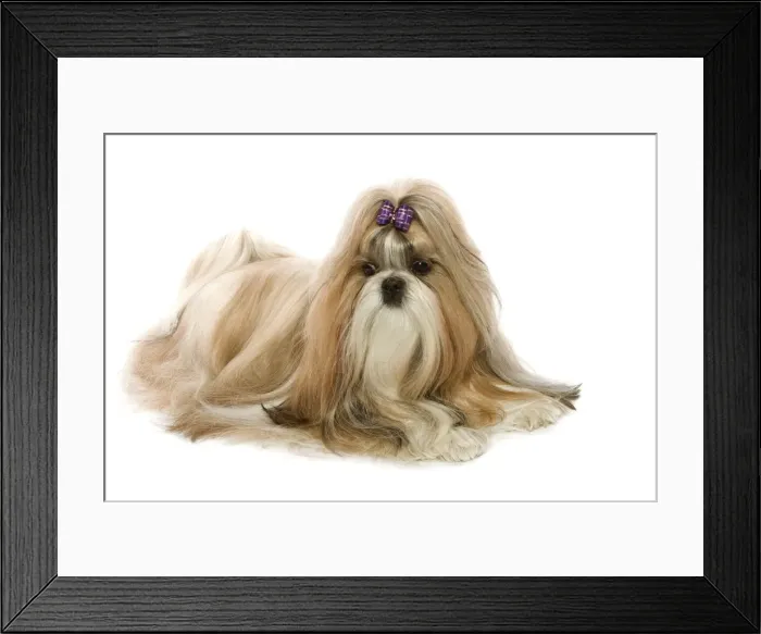 Framed Print : Shi-Tzu. LA-3561. Dog - Shih-Tzu. Jean Michel Labat Framed Print : Shi-Tzu. LA-3561. Dog - Shih-Tzu. Jean Michel Labat