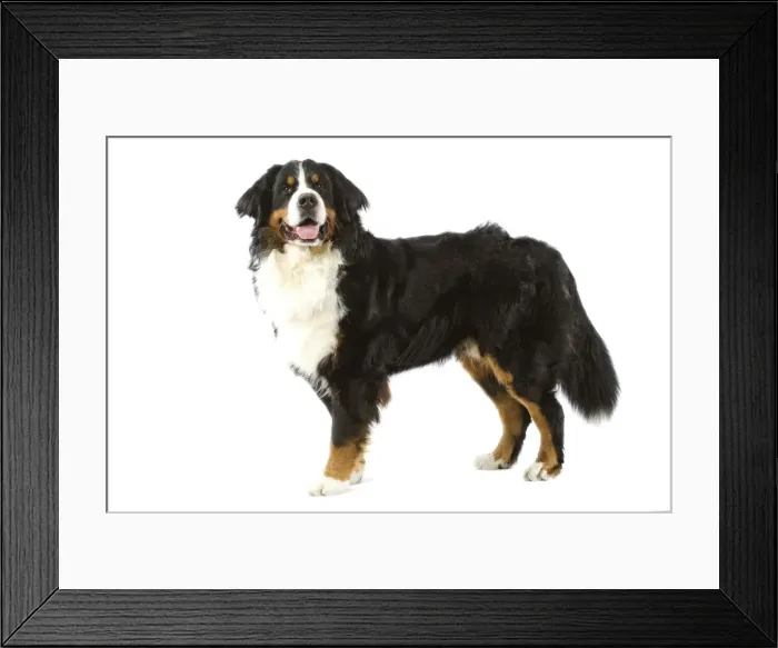 Framed Print : Bermese Mountain Dog. Also know as Berner Sennenhund or Bouvier Bernois (French) Framed Print : Bermese Mountain Dog. Also know as Berner Sennenhund or Bouvier Bernois (French)