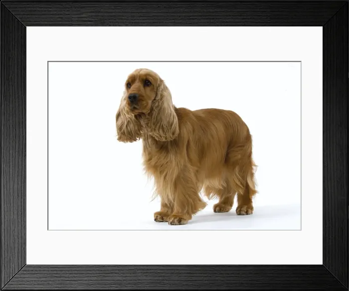 Framed Print : English cocker spaniel Framed Print : English cocker spaniel