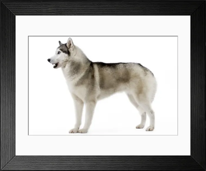 Framed Print : Dog - Husky Framed Print : Dog - Husky