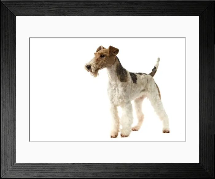 Framed Print : Dog - Wire Fox Terrier Framed Print : Dog - Wire Fox Terrier