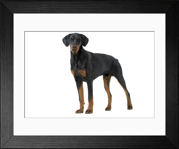 Framed Print : Dog - Doberman Pinscher / Dobermann Framed Print : Dog - Doberman Pinscher / Dobermann