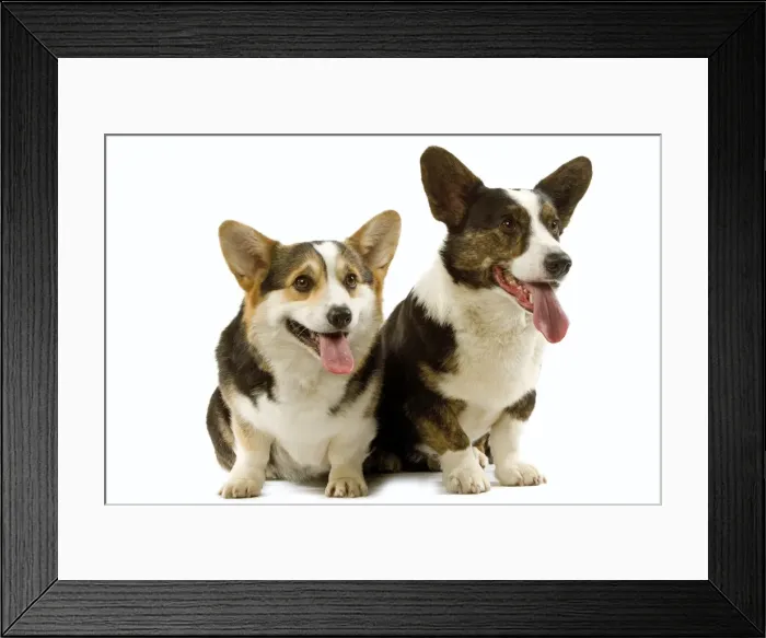 Framed Print : Dogs - Welsh Corgi Framed Print : Dogs - Welsh Corgi