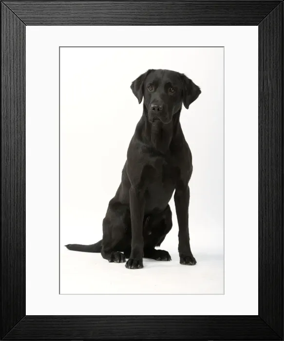 Framed Print : Dog - Black Labrador Framed Print : Dog - Black Labrador
