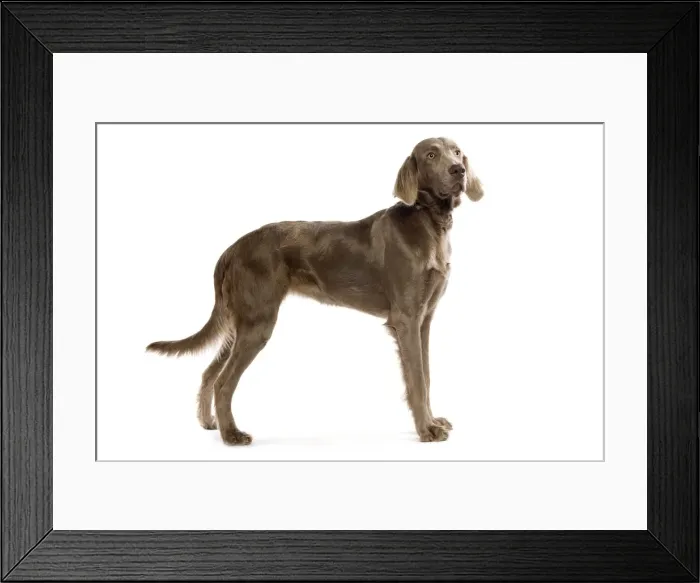 Framed Print : Dog - Longhaired Weineramer Framed Print : Dog - Longhaired Weineramer