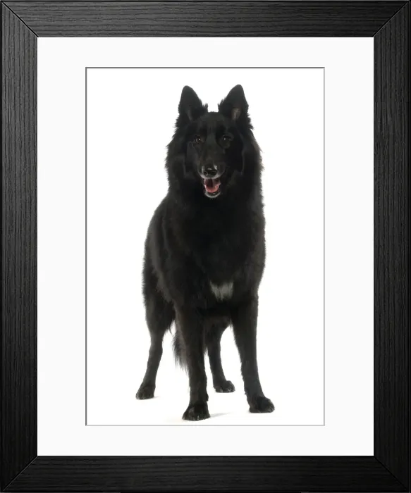 Framed Print : Dog - Groenendael / Belgian Shepherd Dog / Chien de Berger Belge Framed Print : Dog - Groenendael / Belgian Shepherd Dog / Chien de Berger Belge