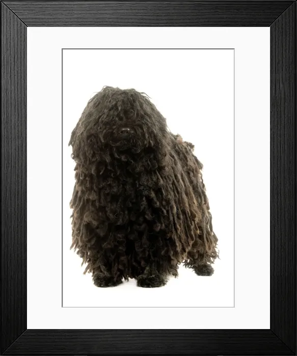 Framed Print : Dog - Puli Framed Print : Dog - Puli