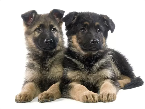 Dog - German Shepherd puppy