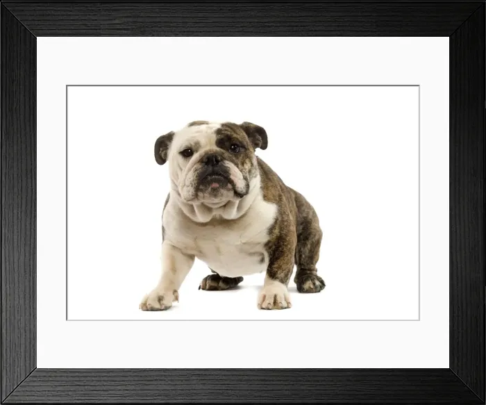 Framed Print : Dog - English Bulldog Framed Print : Dog - English Bulldog