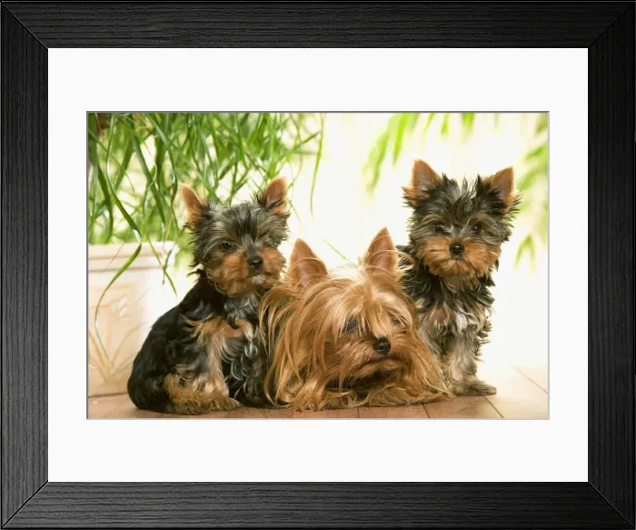 Framed Print : Yorkshire Terrier - adult with two puppies Framed Print : Yorkshire Terrier - adult with two puppies