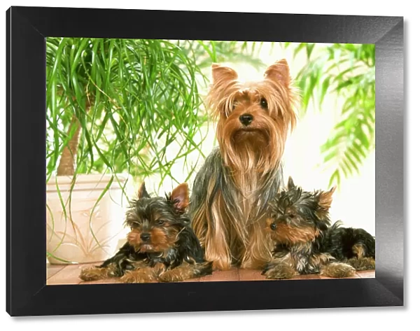 Yorkshire Terrier - adult with two puppies