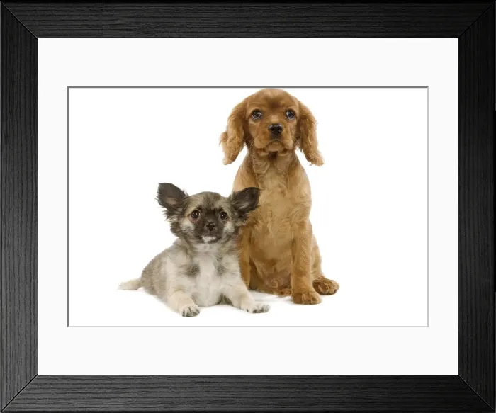 Framed Print : Dogs - Tibetan Spaniel and Cavalier King Charles puppies Framed Print : Dogs - Tibetan Spaniel and Cavalier King Charles puppies