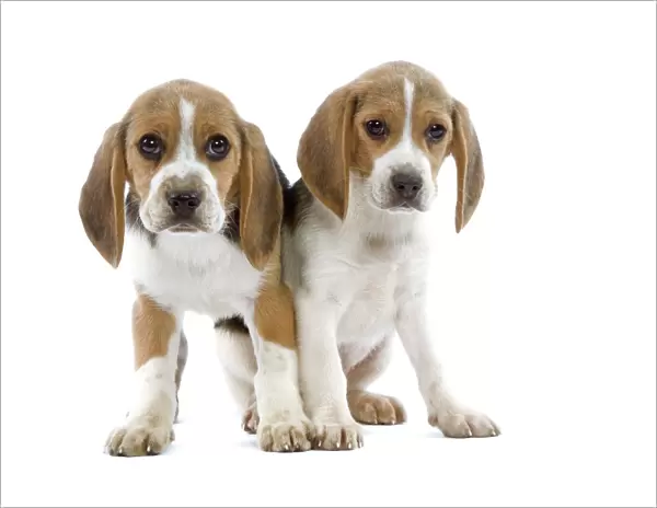 Dog - Beagle puppies