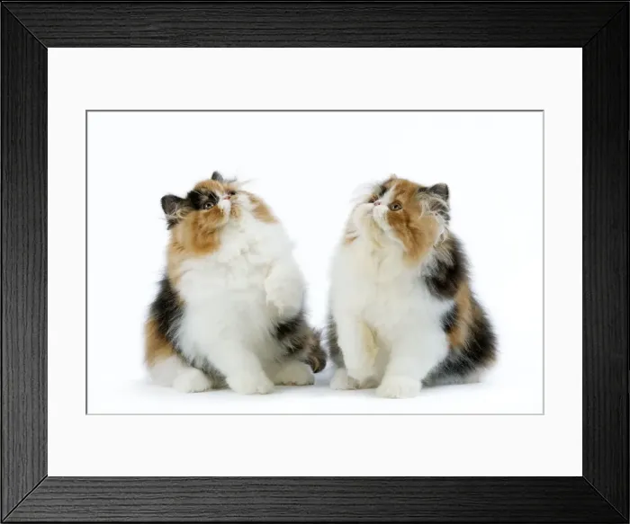 Framed Print : Cat - Tortoiseshell and White Persian kittens