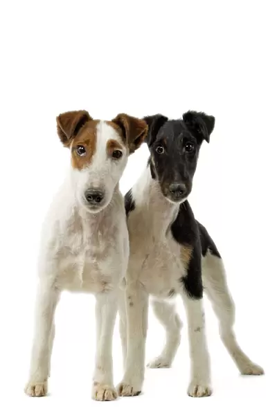 Dog - Fox Terriers