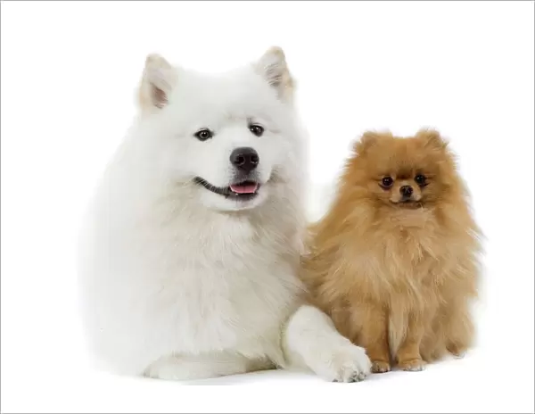 Dogs - Samoyed & Dwarf Spitz