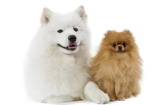 Dogs - Samoyed & Dwarf Spitz