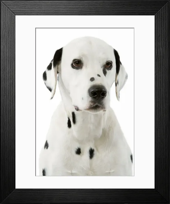 Framed Print : Dog - Dalmatian Framed Print : Dog - Dalmatian