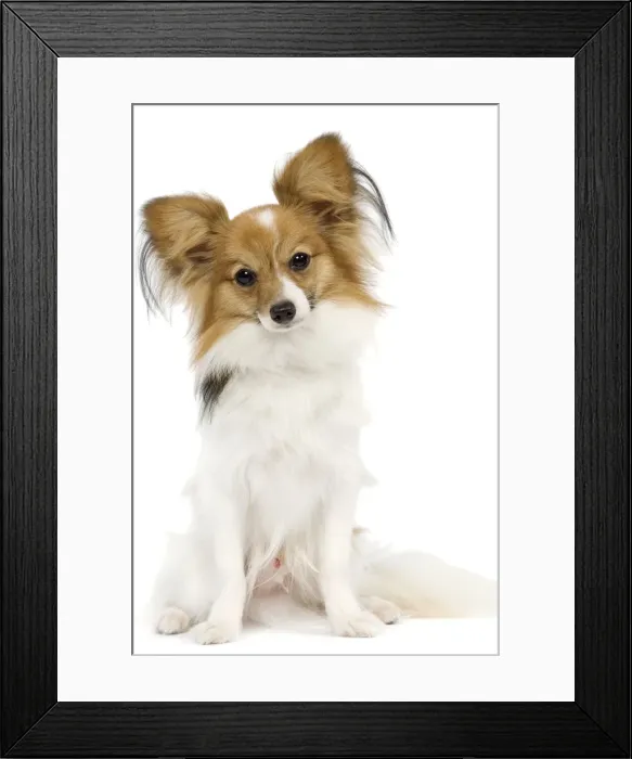 Framed Print : Dog - Papillon Framed Print : Dog - Papillon