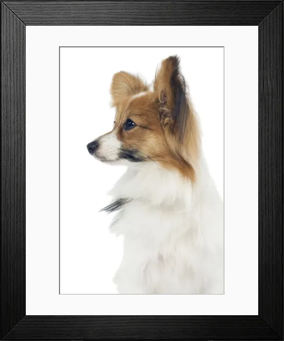 Framed Print : Dog - Papillon Framed Print : Dog - Papillon