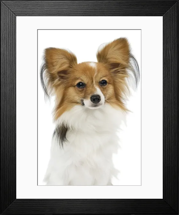 Framed Print : Dog - Papillon