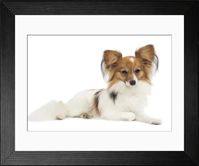 Framed Print : Dog - Papillon Framed Print : Dog - Papillon