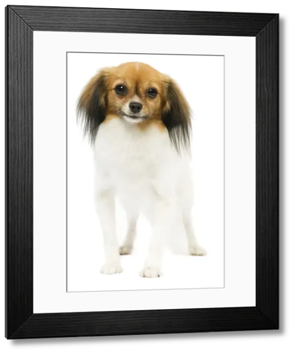 Framed Print : Dog - Phalene / Papillon Framed Print : Dog - Phalene / Papillon