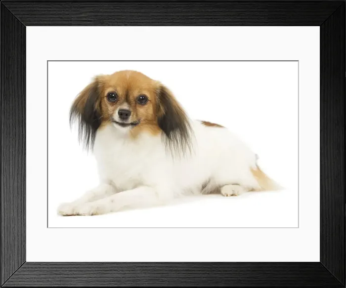 Framed Print : Dog - Phalene / Papillon Framed Print : Dog - Phalene / Papillon