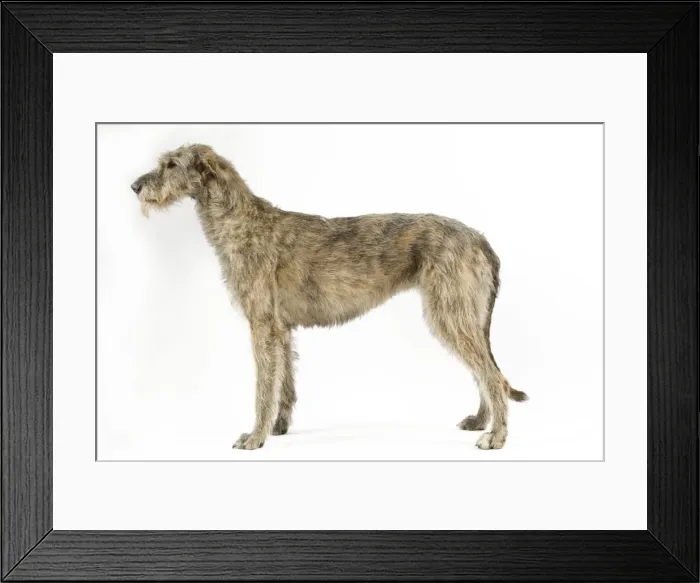 Framed Print : Dog - Irish Wolfhound Framed Print : Dog - Irish Wolfhound